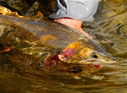 Cutthroat trout release photo