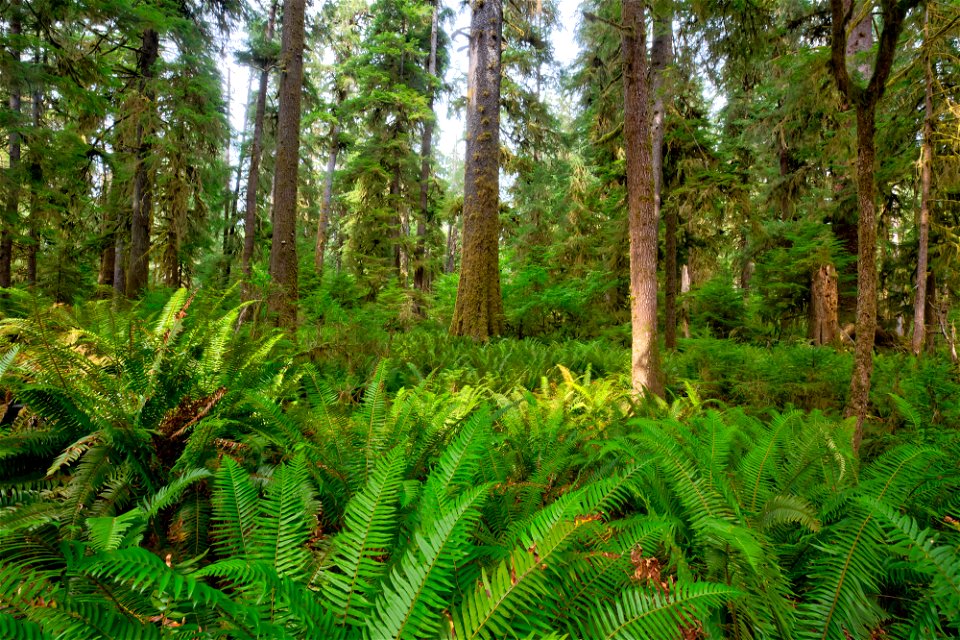 PNT-Olympic NF-Bogachiel River Rain Forest-8