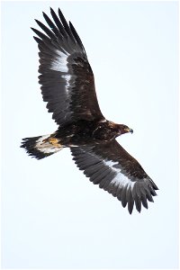 Golden Eagle in Flight on the National Elk Refuge photo