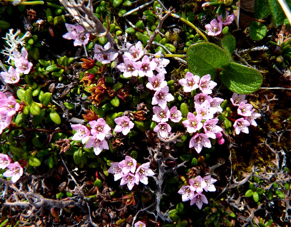 Mountain azalea_6-19-2011