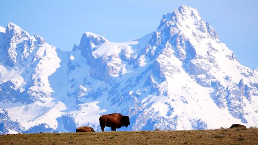 Bison on the National Elk Refuge