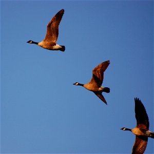 Cackling geese at Izembek Lagoon photo