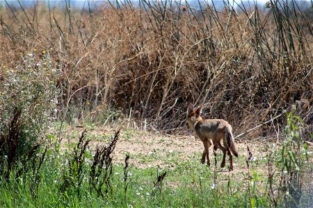 Coyote at Sacramento National Wildlife Refuge. Credit: John Heil/USFWS
