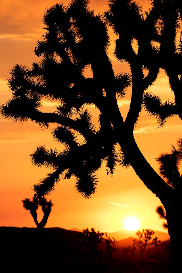 Joshua tree (Yucca brevifolia) photo