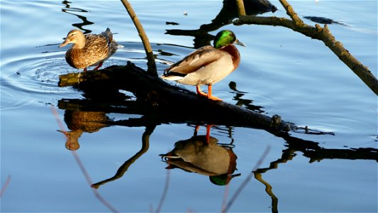 Westport Lake Duck and Drake photo