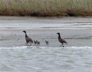 Brant brood photo