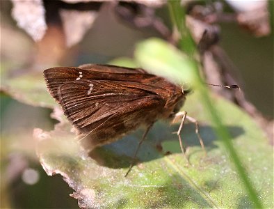 SKIPPER, TEXAS CLOUDED (Lerema ochrius) (02-14-2023) national buttrtfly center, palmview, hidalgo co, tx -01