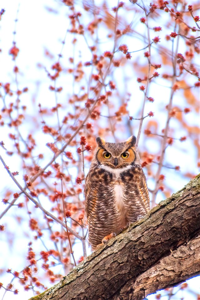 Great horned owl