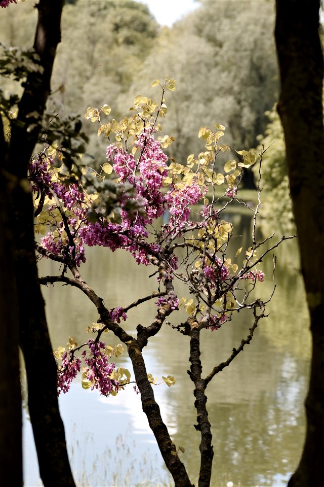A branch width flowers, Chisinau Botanical Garden