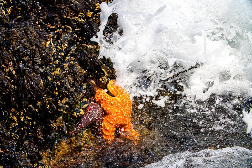 Sea Stars at California Coastal National Monument photo