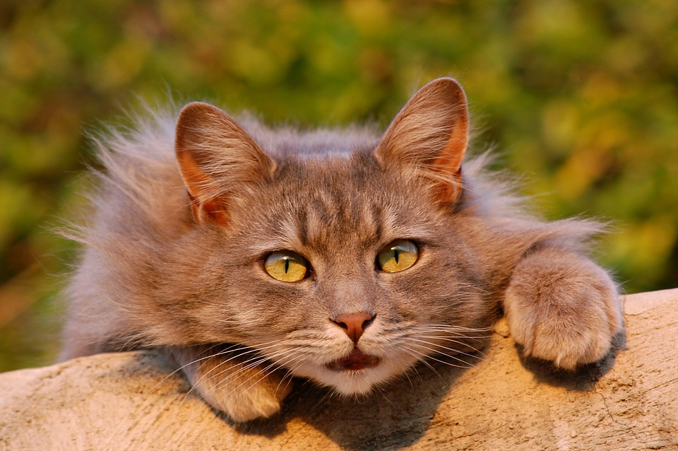 Pet close up domestic animal