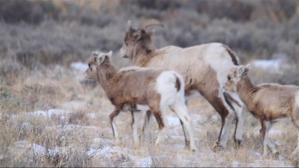 Refuge Road Wildlife Watching photo