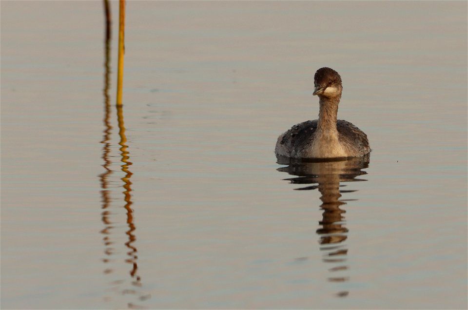 Immature Eared Grebe Huron Wetland Management District South Dakota