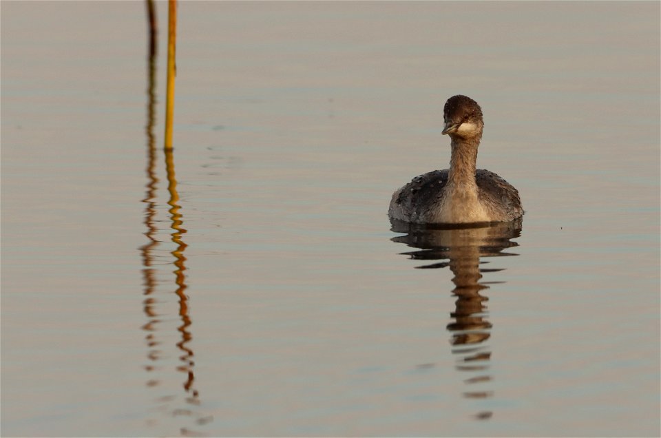 Immature Eared Grebe Huron Wetland Management District South Dakota photo