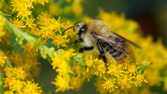 Bombus cf. pascuorum (Ackerhummel, helle Variante)