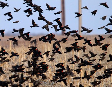 Red-Winged Blackbirds Huron Wetland Management District South Dakota