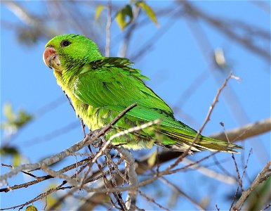 561 - GREEN  PARAKEET (01-03-2022) americana rv park, palmview, hidalgo co, tx -02