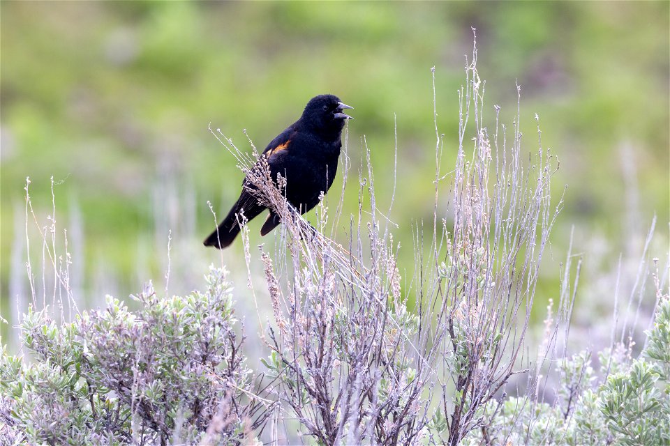 Singing redwing blackbird photo
