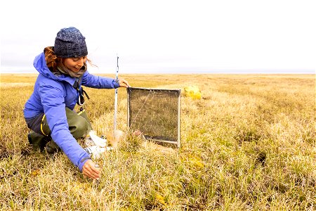 Monitoring insects on the Arctic tundra photo