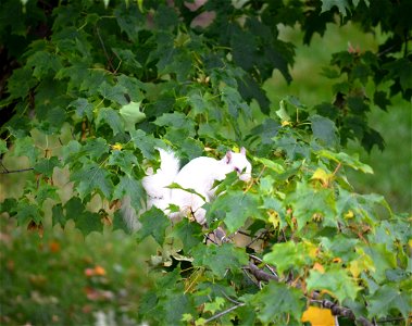Albino eastern gray squirrel in maple tree
