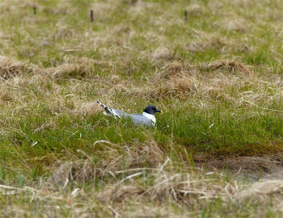 Sabines Gull nest