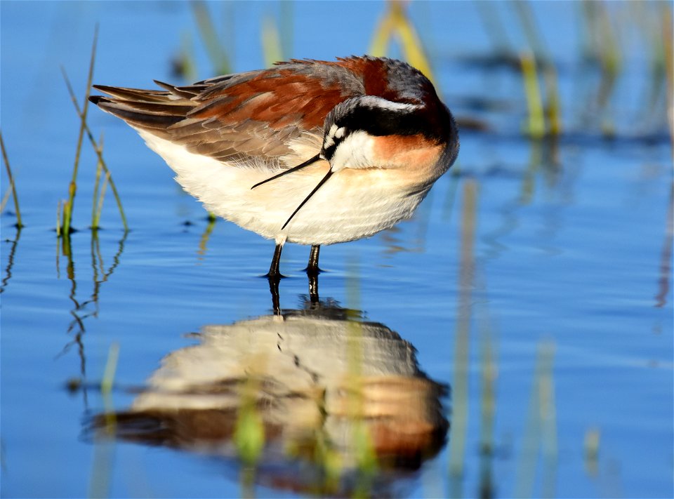 Wilson's phalarope at Seedskadee National Wildlife Refuge