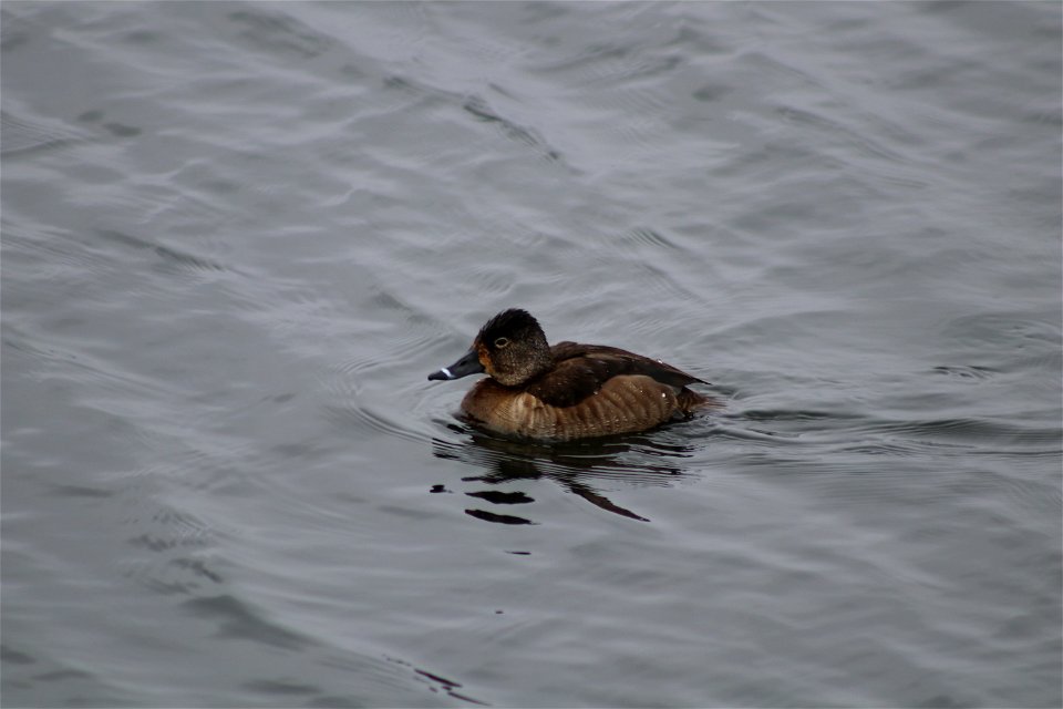 Ring-necked Duck Lake Andes National Wildlife Refuge South Dakota