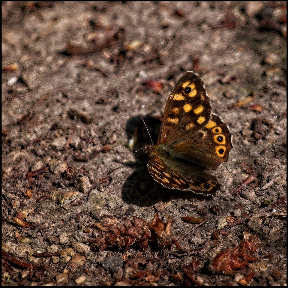 Sunbathing photo