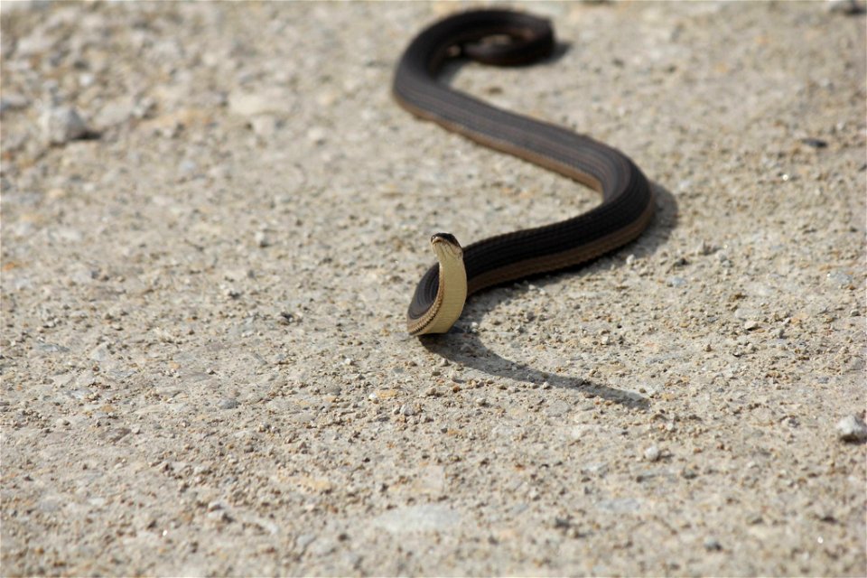 Graham's crayfish snake photo