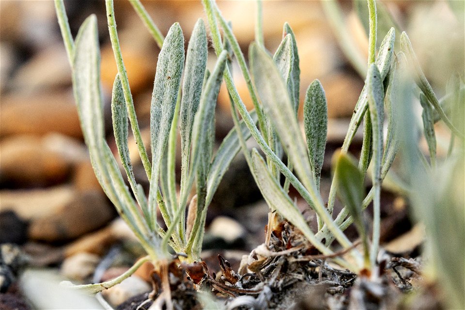 Eriogonum pauciflorum