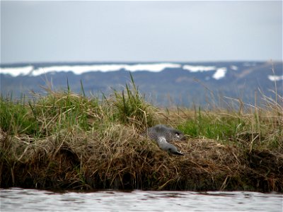 Red throated loon on nest