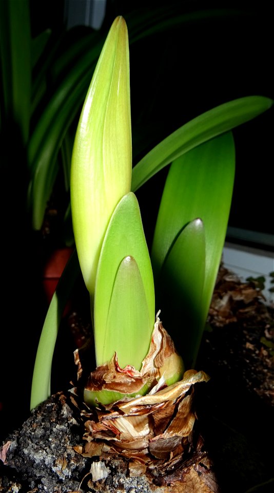2019-02-25_testing Sony HX60 inside Calea Vitan_17