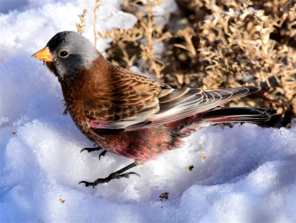 Gray-crowned rosy-finch at Seedskadee National Wildlife Refuge photo