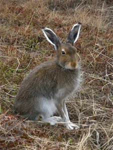 Tundra Hare photo