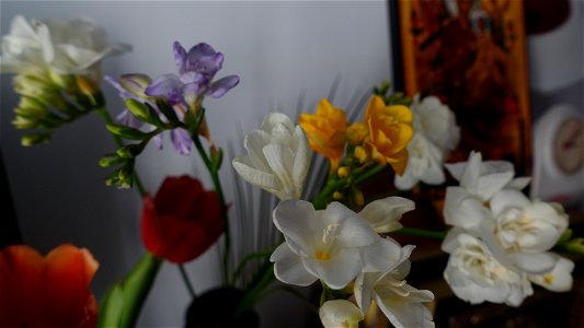 flori_flowers-wife-2023_0216_161734(1)
