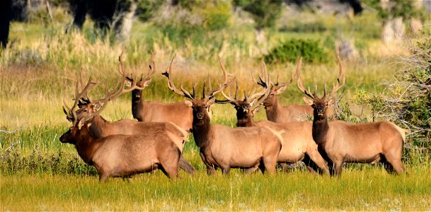Elk at Seedskadee National Wildlife Refuge