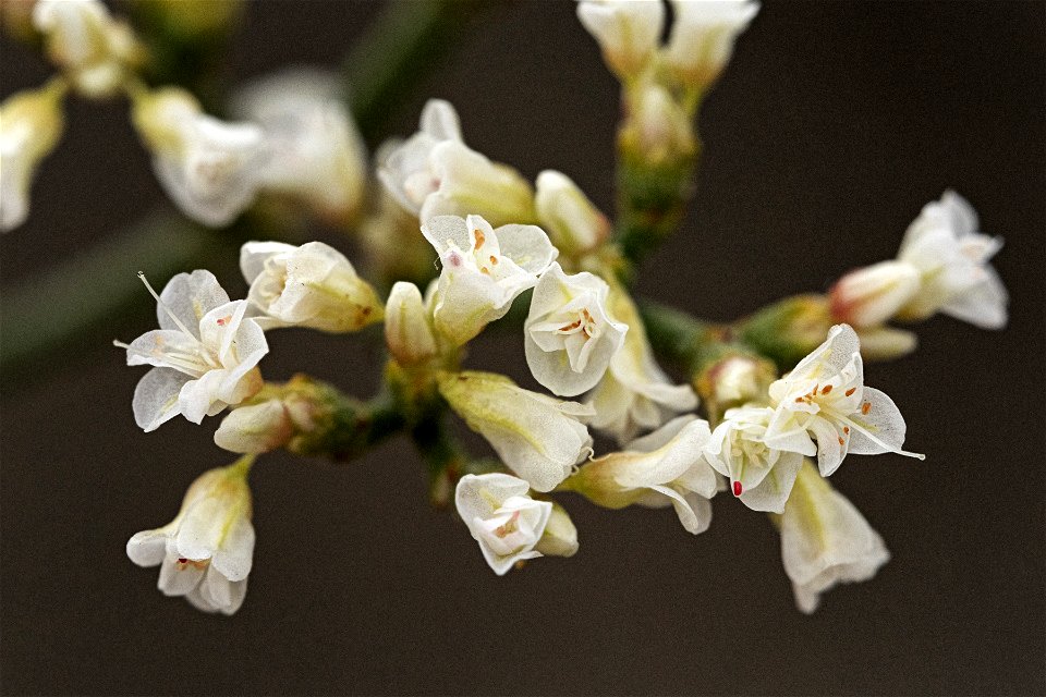 Eriogonum corymbosum
