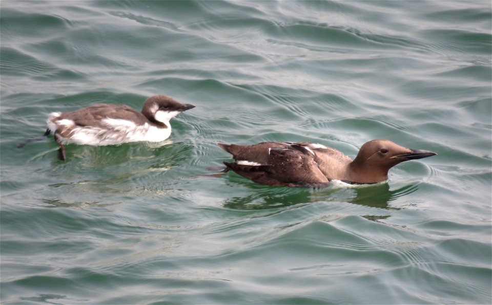 400 - COMMON MURRE (7-25-2021) crescent city, del norte co, ca -03