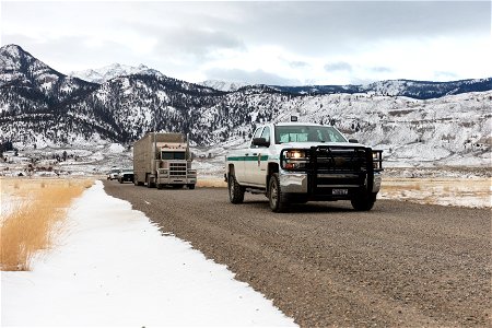 Bison leaving Stephens Creek, headed to Fort Peck as part of the Bison Conservation Transfer Program (2)