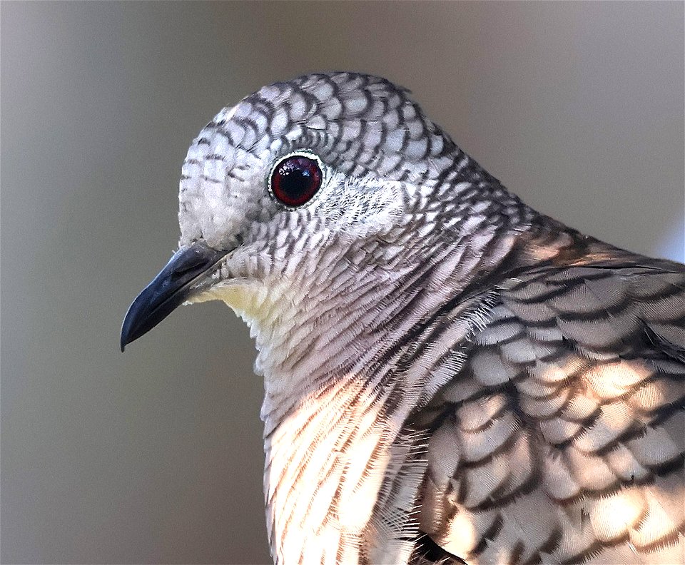 435 - INCA DOVE (12-31-2022) americana rv park, palmview, hidalgo co, tx -05