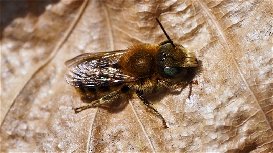 Mauerbienen-Männchen (Osmia sp.)