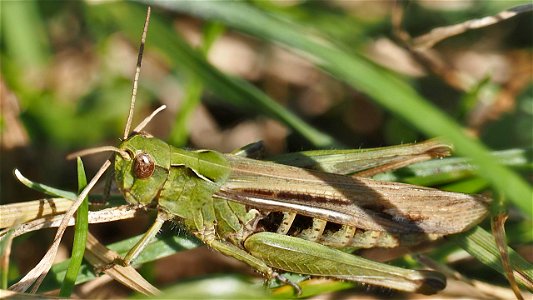 Chorthippus biguttulus-Artengruppe, grüne Farbvariante