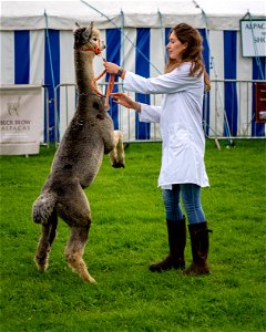 WCAS 2022 - A feisty alpaca. photo