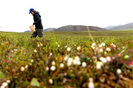 Collecting vegetation samples.