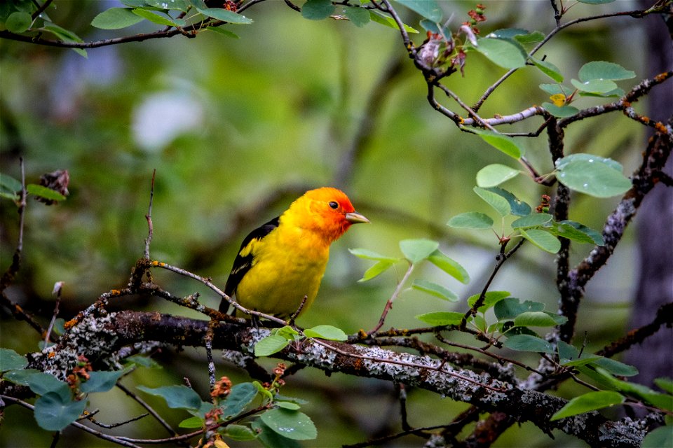 Western Tanager - Piranga ludoviciana photo