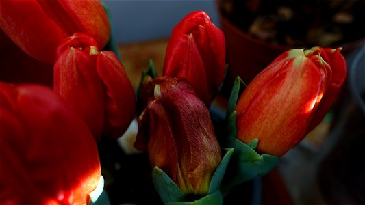 tulips_lalele-2023_0221_100509
