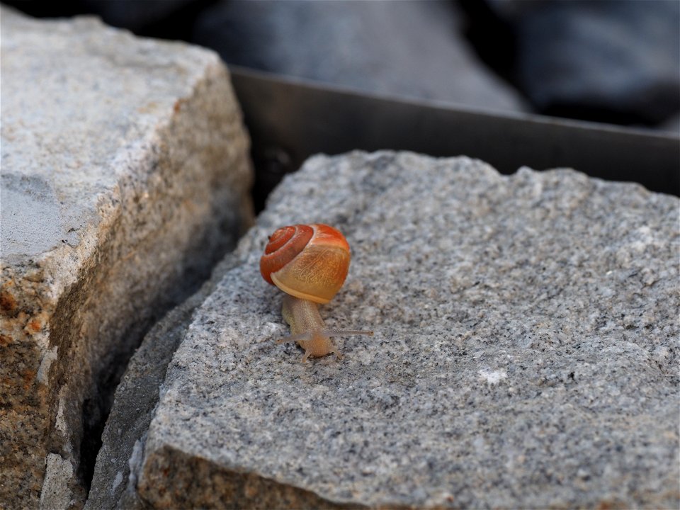 Wunderschöne Schnecke