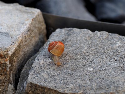 Wunderschöne Schnecke