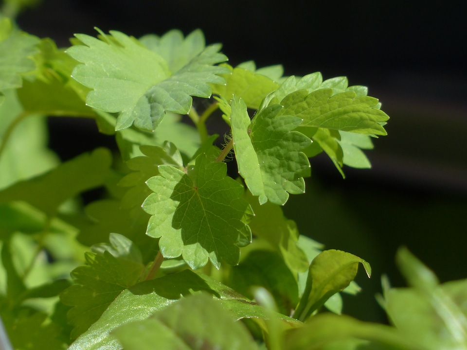 Plant spice pimpinella