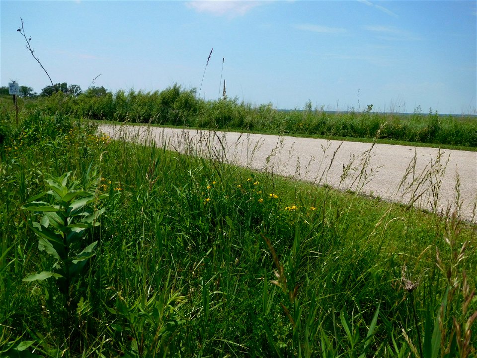 Roadside Milkweed at Horicon National Wildlife Refuge